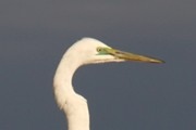 Eastern Great Egret (Ardea modesta)